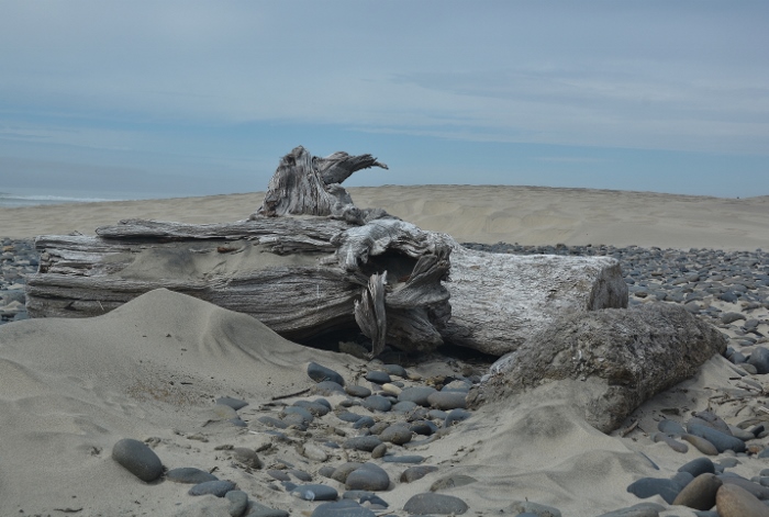 driftwood on beach